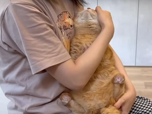 抱かれる猫