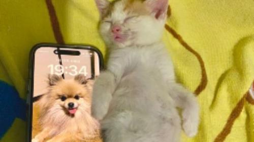 子猫とiPhone