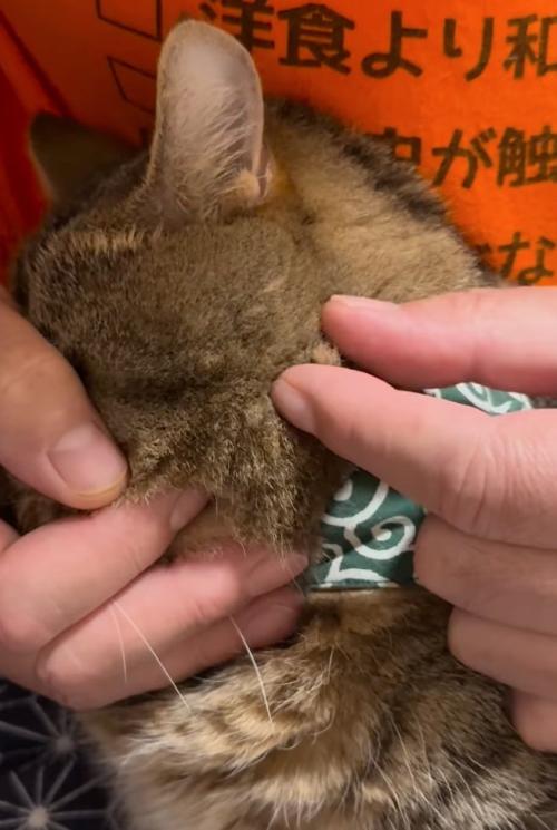 猫の毛を摘む