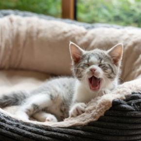 愛猫と『一緒に寝ないことのメリット』3選　あえて“寝床を分ける”のはお互いのためになるかも