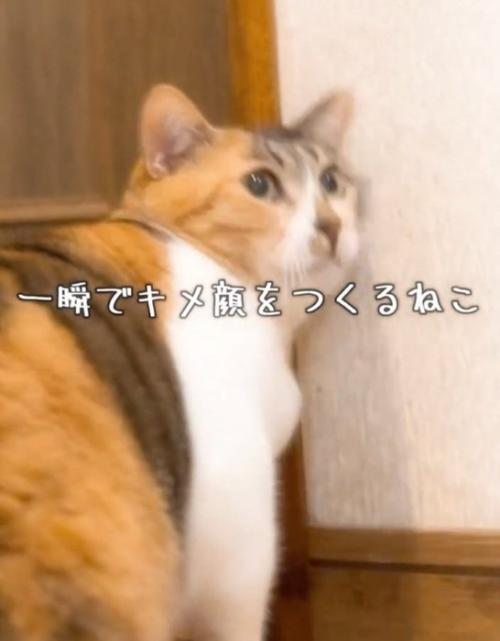 あくびをしそうになるねねちゃん