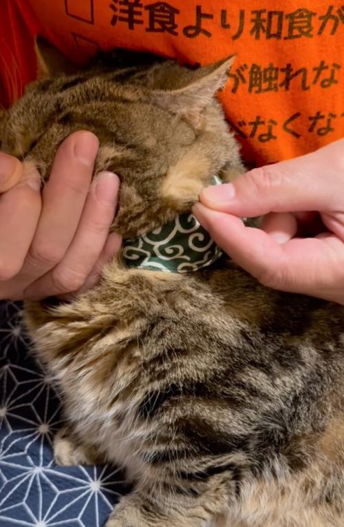 毛を引っ張る