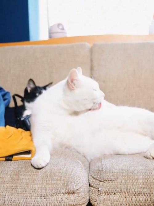 毛づくろいする猫
