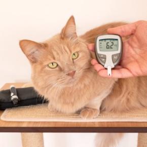 猫の『ホルモン』にまつわる病気3選　症状や治療法、予防法などを解説