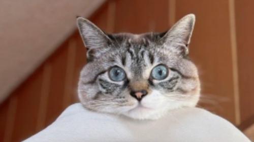 室内にいる猫