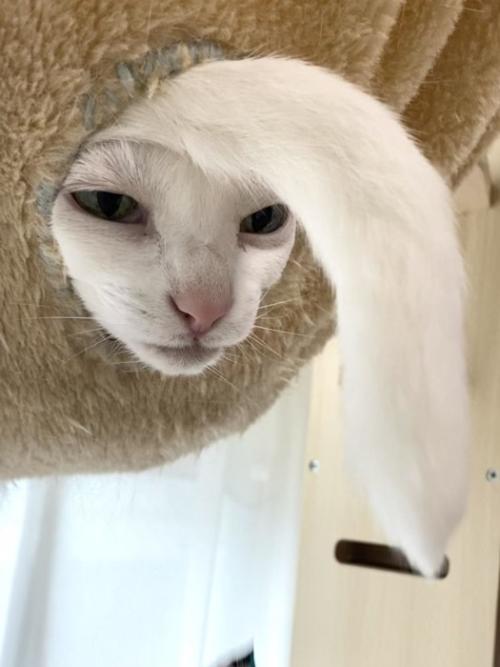 ハンモックから顔としっぽを出す猫