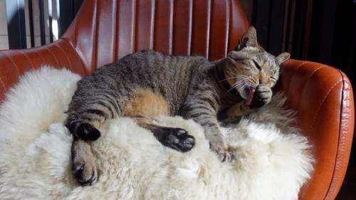 余裕の猫