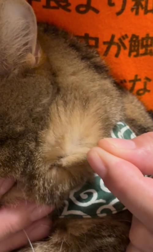 モコモコと毛が盛り上がる