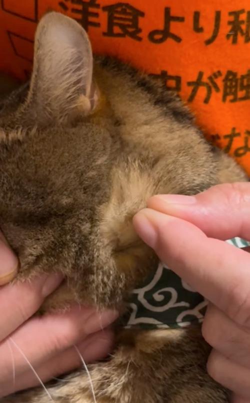 毛を引っ張る