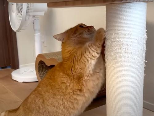 爪を研ぐ猫