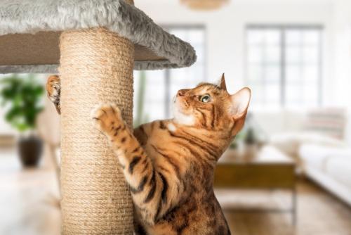 猫の爪とぎ
