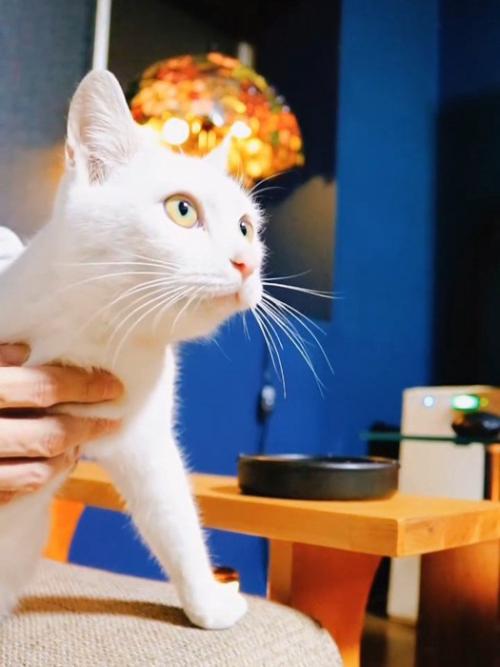 猫の横顔