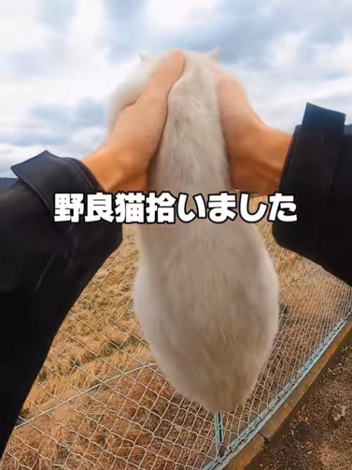 持ち上げられた猫の背中