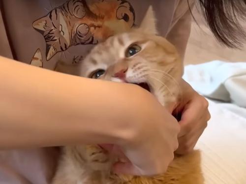 爪切りをされる猫