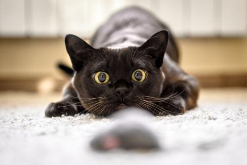 おもちゃに狙いを定める猫