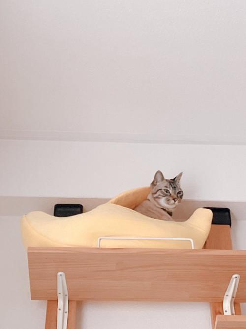 猫ベッドから顔を出す猫