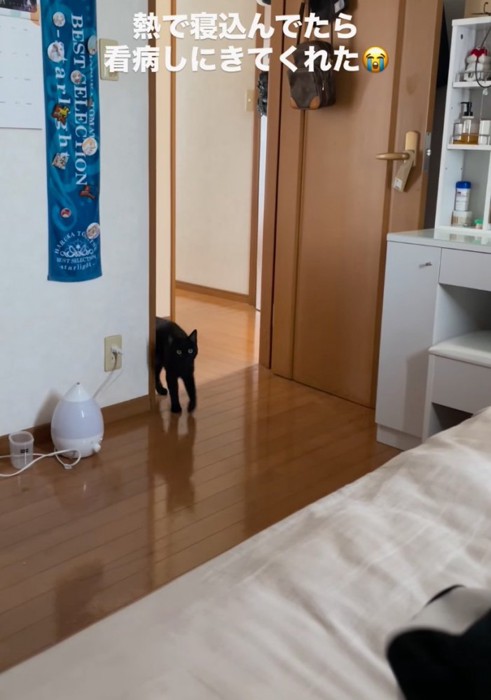 ドアから入ってくる黒猫