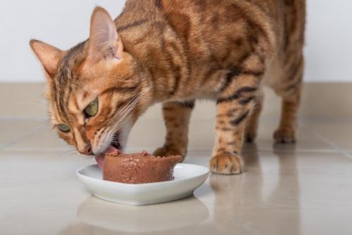 ウェットフードの塊を食べる猫