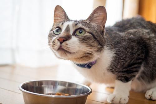 お皿の前で見上げる猫