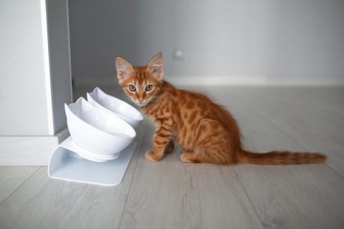 お皿の前で座ってカメラ目線の子猫