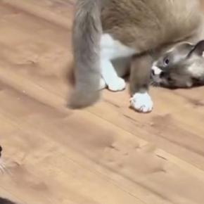 『やんのかステップを失敗したネコ』を見ていたら…予想外すぎる『ごまかし方』に5万いいね「失敗してるの初めて見たｗ」「新しいｗ」と爆笑