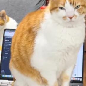 キーボードの上に座っている猫→『入力されている文字』を見ていたら…まさかの『結末』が181万再生「最後に大爆笑w」「凄まじい中毒性」