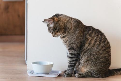 座ってお皿を見つめる猫