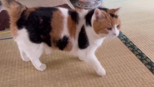歩き回るミケちゃん