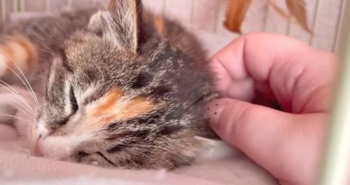 撫でられる子猫