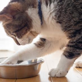 猫が『お皿からご飯を出す』理由6選　手で器用にポイッ…遊んでる？マズいの？