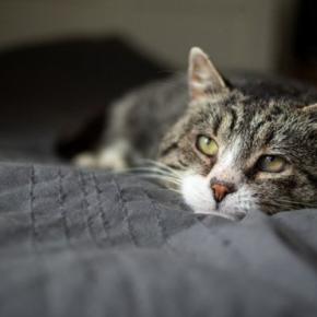 『長生きすると言われる猫種』4選　それぞれの特徴と長寿の理由をご紹介