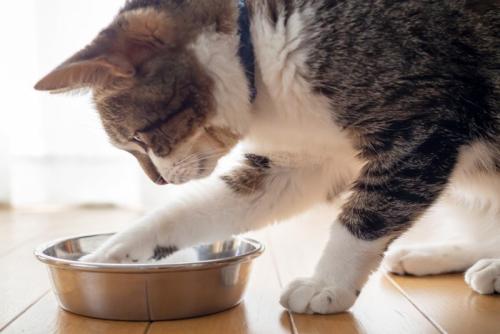 お皿に前足を入れる猫