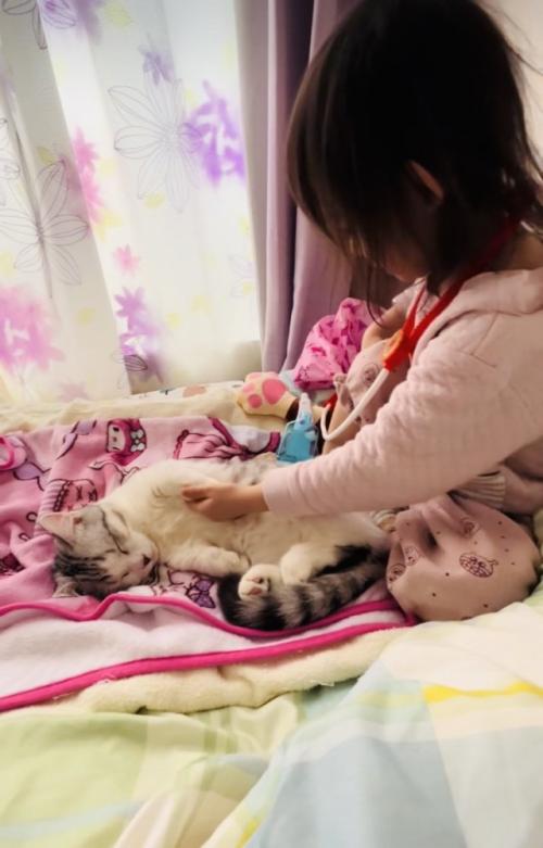 ベッドの上でお医者さんごっこをする女の子とマンチカン