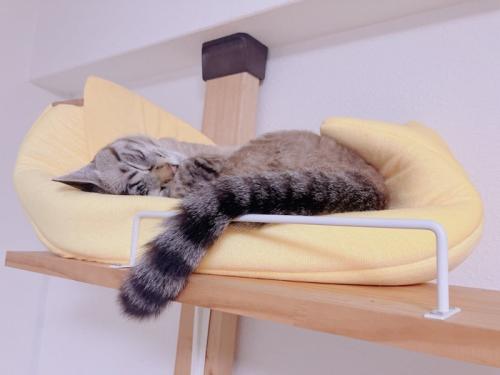 寝ている猫