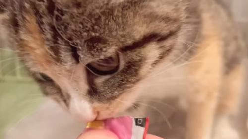 おやつを舐める子猫