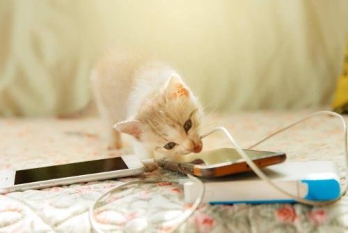 充電コードに噛みつく子ねこ