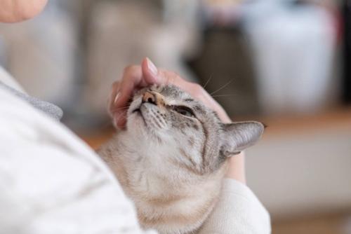 猫を抱きしめる人