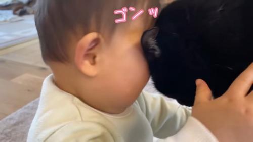 赤ちゃんに頭をゴツンとする猫