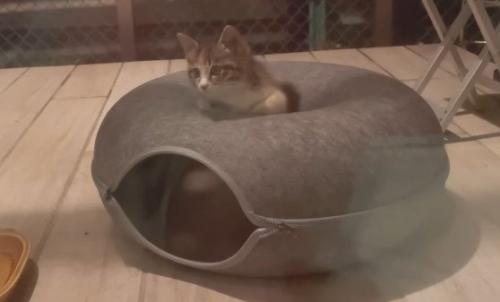 ベッドでくつろぐ子猫