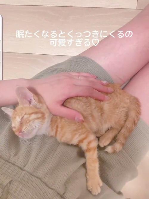 人の膝の上で寝る子猫