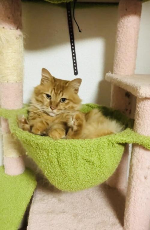 キャットタワーの天井に引っかかった爪を飼い主さんにはずしてもらう猫