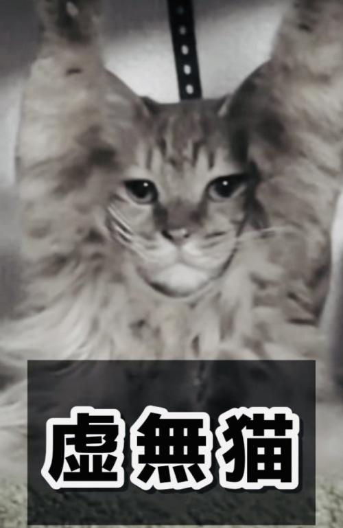 両前足の爪がキャットタワーの天井に引っかかって動けなくなった猫
