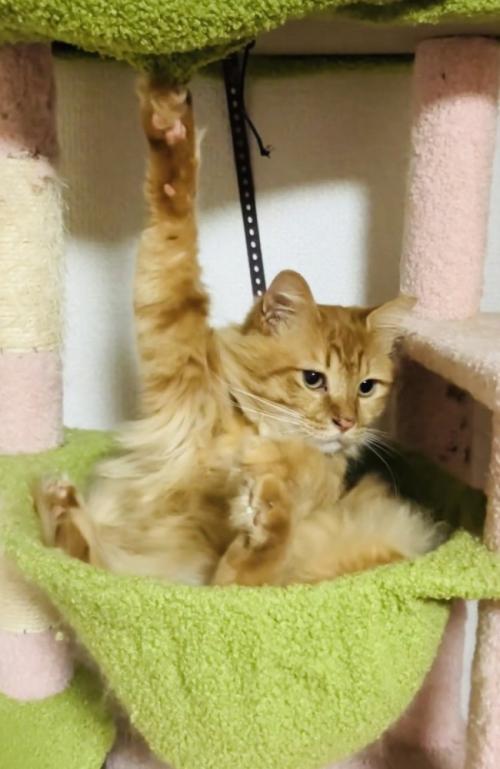 片前足の爪がキャットタワーの天井に引っかかって動けなくなった猫
