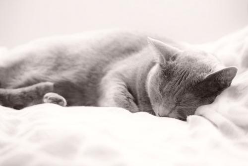 布団の上で眠る猫