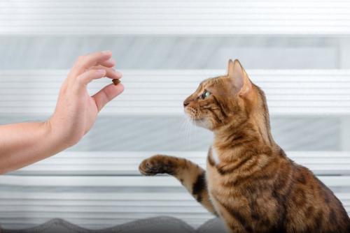 おやつでしつけを学ぶ猫