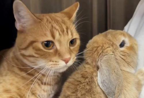 うさぎの背後にいる猫