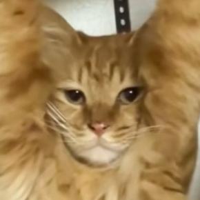 ふとキャットタワーのほうを見てみたら、猫が……『思わぬ状態』に爆笑が止まらないと96万再生「声出たww」「全てを諦めたかのようなw」