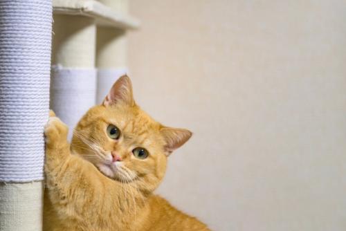 爪を研ぐ猫