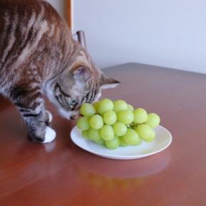 猫には毒になる『危険な食べ物』8選 うっかり誤飲してしまったときの緊急対応マニュアルも