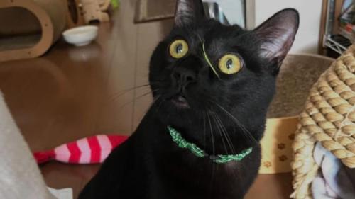 室内にいる猫